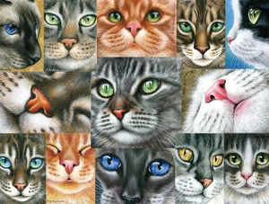 Cats Close-up 750 piece puzzle